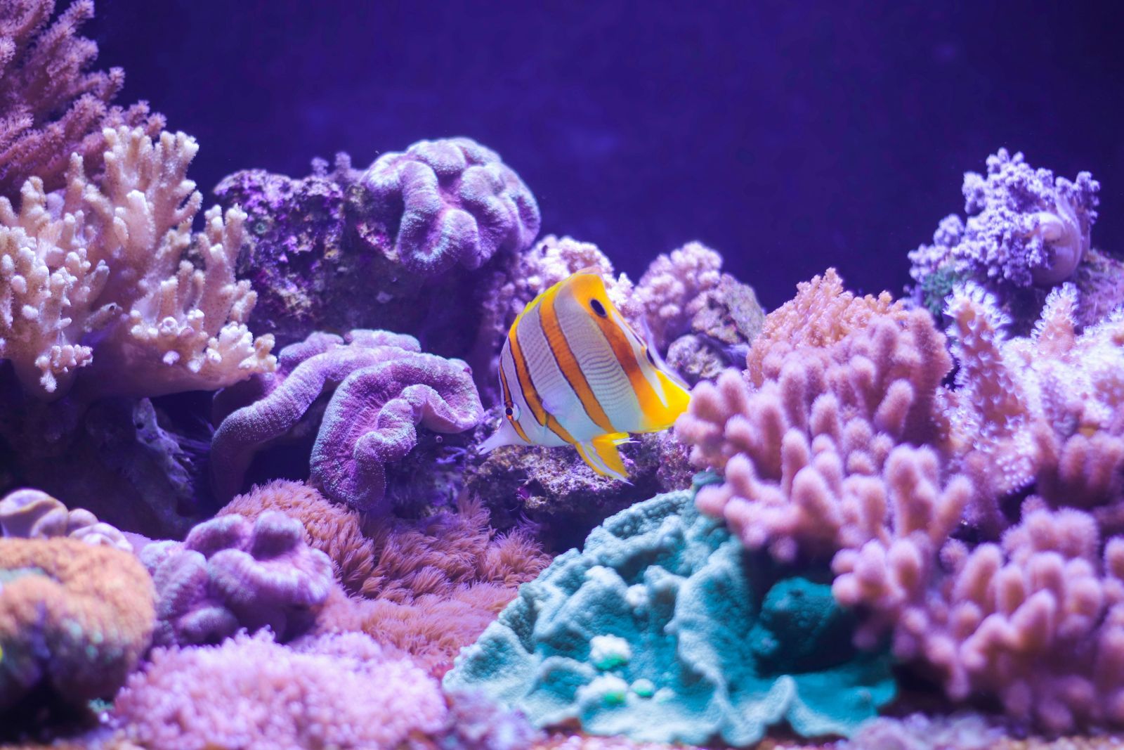 Srandil Aquarium: Hidupkan Akuarium Impian di Jantung Cilacap